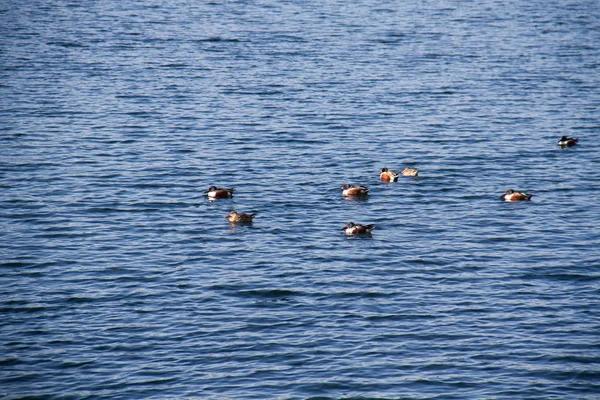 Troupeau Canards Sur Lac Ondulant — Photo
