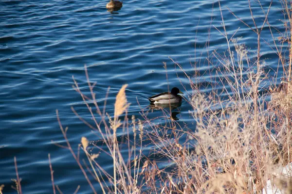 Duck Simmar Lugnande Sjö — Stockfoto