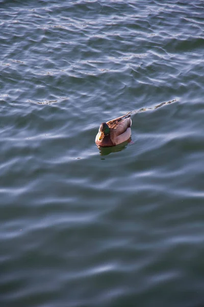 Утка плавает на озере. — стоковое фото