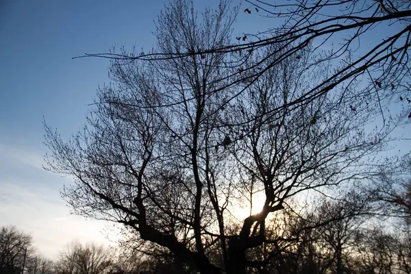 Silhouet bomen met zonsondergang — Stockfoto