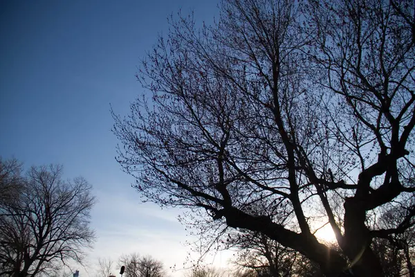 Silhouet Grote Bomen Met Zonsondergang — Stockfoto