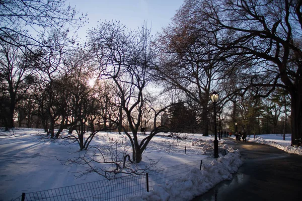 Siluet ağaçlarda kar ve gün batımından önce Park'ta geçit