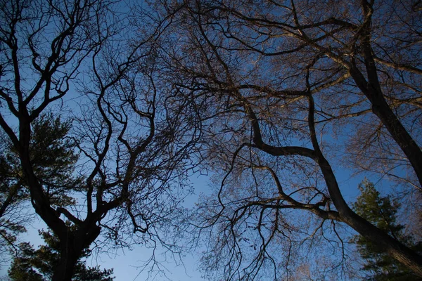 Silhouet bomen zonder bladeren en donker blauwe hemel — Stockfoto