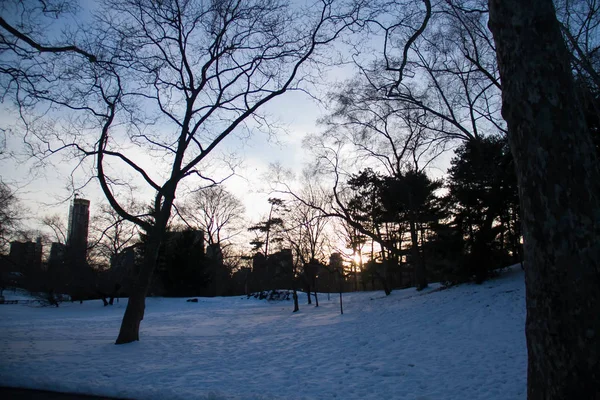 Silhouettenpark und Gebäude im Winter — Stockfoto