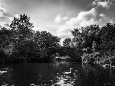 Siyah ve beyaz Central Park 'ta su üzerinde kuş ve Gapstow Köprüsü