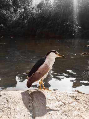 Vintage tarzı suda önünde kayada kuş