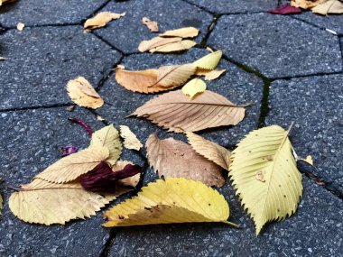 Zemin beton üzerinde kurutulmuş yaprakları içinde sonbahar ve yakın bakış