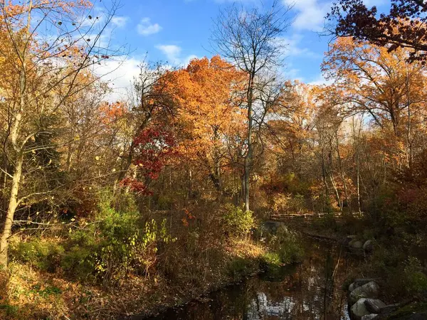 Ağaçlar Mavi Gökyüzü Ile Sonbahar Akışında — Stok fotoğraf