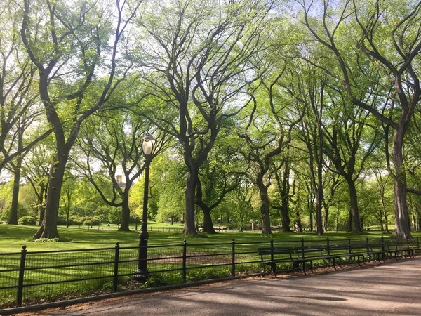 Bomen Groen Grasveld Achter Hek Central Park — Stockfoto