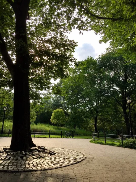Trees Pathway Park Summer — Stock Photo, Image