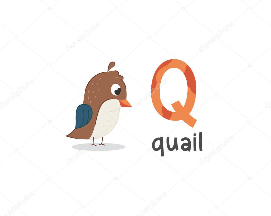 Cute Animals Alphabet For Kids Education Q For Quail Cute Animal Alphabet Series Premium Vector In Adobe Illustrator Ai Ai Format Encapsulated Postscript Eps Eps Format