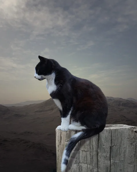 Gato blanco negro solitario — Foto de Stock