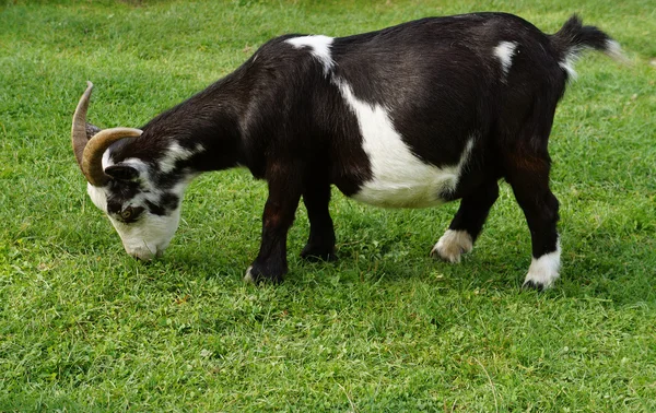 Goat on the farm — Stock Photo, Image