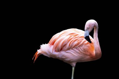 Amerikan flamingo (Phoenicopterus ruber), siyah arka plan üzerinde izole. Karayip flamingosu olarak da bilinen büyük flamingo türleri