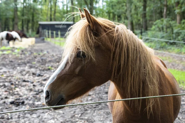 Gros plan d'un cheval brun adulte. Étalon . — Photo