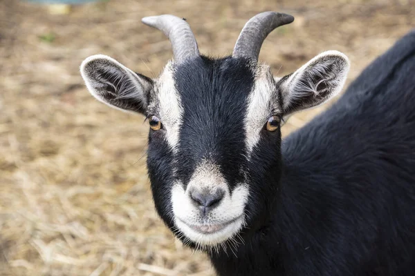Curieux cornu billy chèvre regarder dans la caméra — Photo