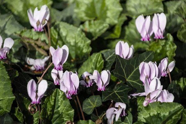 Gyönyörű ciklámen teljes virágban, szelektív fókusz a virág — Stock Fotó