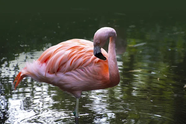 Flamingo americano. El flamenco americano (Phoenicopterus ruber) es una gran especie de flamenco también conocido como el flamenco del Caribe. — Foto de Stock