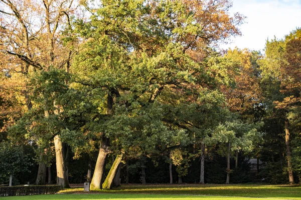 Kolorowe drzewa w parku jesienią. Jesienny krajobraz leśny. — Zdjęcie stockowe