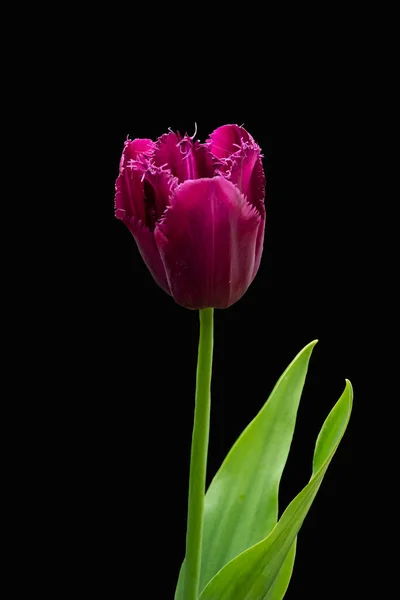 Close up of a beautiful purple tulip flower isolated on a black background — Stock Photo, Image