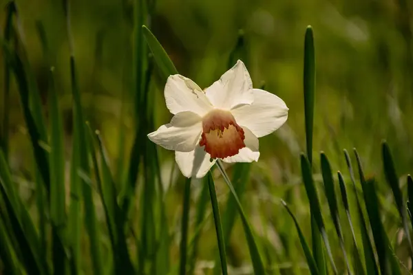 Flor de primavera narciso floreciendo en el jardín de primavera —  Fotos de Stock