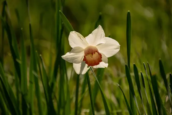 Primavera flor narciso florescendo no jardim da primavera — Fotografia de Stock