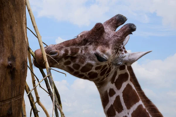 A beautiful young giraffe eats leaves from a sprig of eucalyptus trees. Portrait of a giraffe animal on a background of blue sky