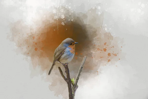 Portrait of an European Robin, watercolor painting. Animal illustration. — 스톡 사진