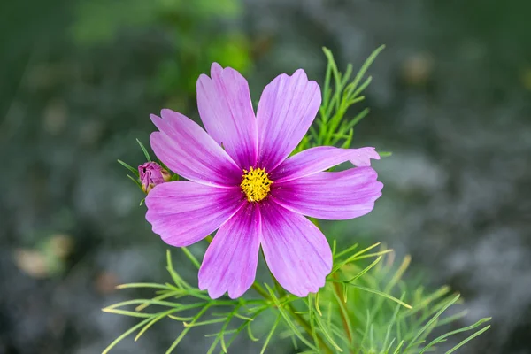 Sommar blommor rosa kosmos blommor - i Latin Cosmos Bipinnatus — Stockfoto