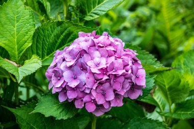Hydrangea makrophylla Hortensia pembe çiçekleri. Güneşli bir yaz gününde kapanış