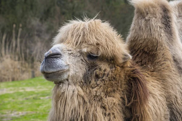 Bactrian devesi, Camelus bactrianus Orta Asya 'nın bozkırlarına özgü büyük, tek ayak parmaklı bir bakteridir.. — Stok fotoğraf