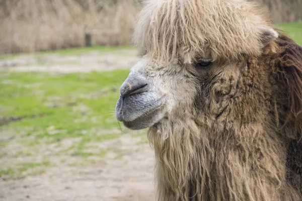 Bactrian devesi, Camelus bactrianus Orta Asya 'nın bozkırlarına özgü büyük, tek ayak parmaklı bir bakteridir.. — Stok fotoğraf