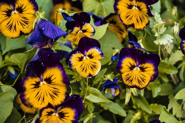 Fiore Pansy colori vivaci primavera gialla e viola. Macro immagini di volti floreali. Le margherite in giardino — Foto Stock