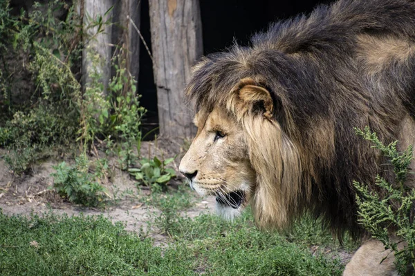 アジアのライオン（Panthera leo persica） 。絶滅危惧種です. — ストック写真