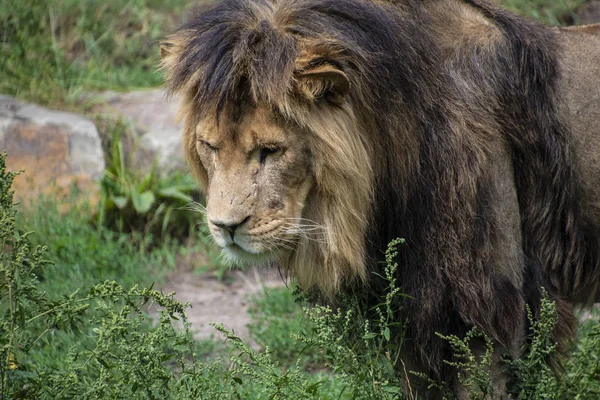 アジアのライオン（Panthera leo persica） 。絶滅危惧種です. — ストック写真