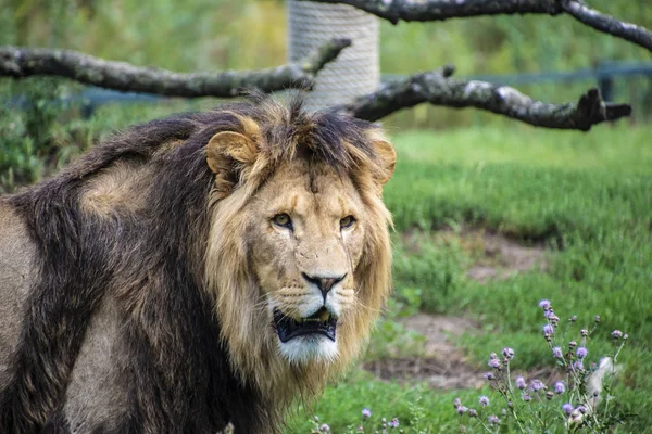 Asiatic lion (Panthera leo persica). A critically endangered species. — Stock Photo, Image