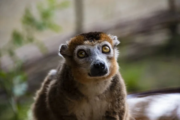 Porträtt av en ring tailed Maki Catta Lemur med stora orange ögon. Madagaskar Lemur. — Stockfoto