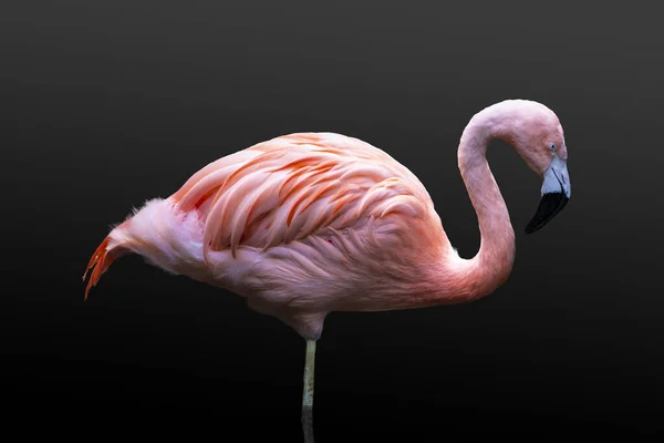 The American flamingo (Phoenicopterus ruber), isolated on black background. Large species of flamingo also known as the Caribbean flamingo — Stock Photo, Image