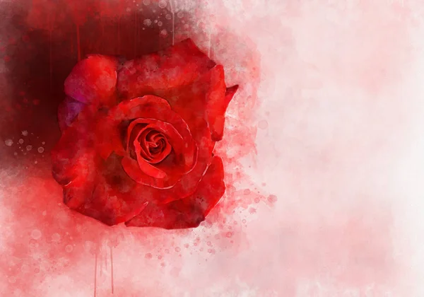 Un dibujo de acuarela de una vibrante flor de rosa roja. Arte botánico. Elemento decorativo para una tarjeta de felicitación o invitación a la boda — Foto de Stock