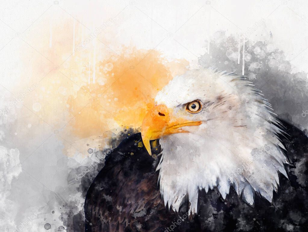 Eagle america bird watercolor painting symbol predator