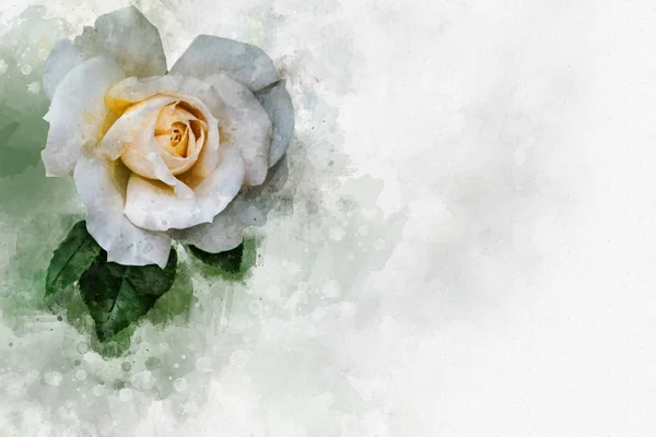 一朵生机勃勃的白玫瑰花的水彩画.植物学艺术。贺卡或婚宴请柬的装饰元素 — 图库照片