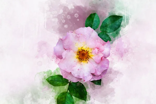 一朵生机勃勃的粉红色玫瑰花的水彩画。植物学艺术。贺卡或婚宴请柬的装饰元素 — 图库照片