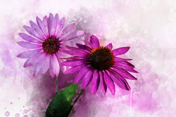 Watercolor painting of purple coneflower or Echinacea angustifolia. Botanical illustration. — 스톡 사진