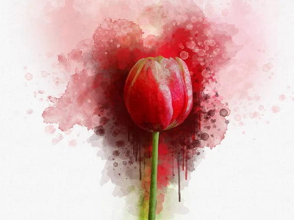Akwarelowy tulipan. Ręcznie rysowane akwarela wiosna kwiat idealny do projektowania kartki okolicznościowej lub druku. — Zdjęcie stockowe