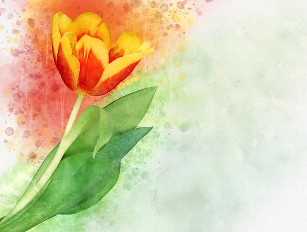 Tulipán acuarela. Acuarela dibujada a mano flor de primavera perfecta para la tarjeta de felicitación de diseño o imprimir. — Foto de Stock