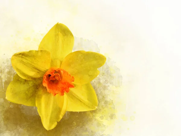 Watercolor daffodil. Hand drawn watercolor spring flowers perfect for design greeting card or print. — Stock Photo, Image