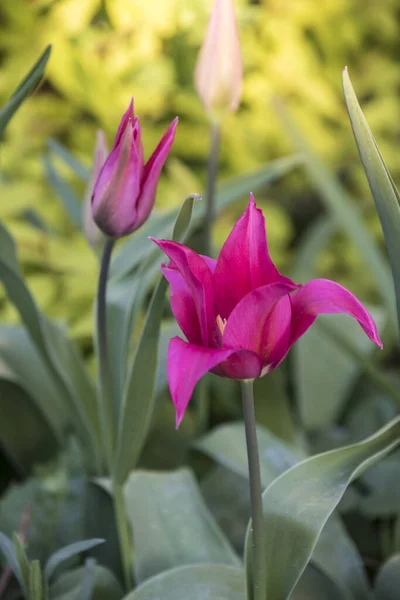Beautiful colorful tulips. Tulip Whispering dream growing in spring garden. Pink lily shaped tulips — Stock Photo, Image