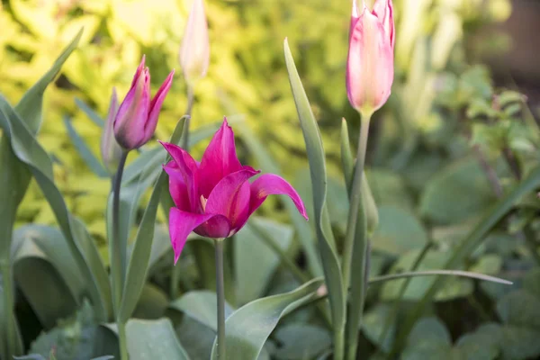 Piękne kolorowe tulipany. Tulip Whispering marzenie rosnących wiosną ogród. Tulipany różowe lilia w kształcie — Zdjęcie stockowe