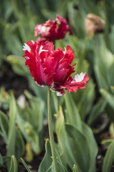 Rosa schöne dreifarbige Papageientulpe. Fantasievolle Papageientulpen — Stockfoto