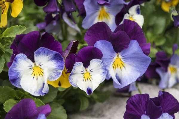 Flores pantanosas cores vivas da primavera branco e roxo. Macro imagens de rostos de flores. Pansies no jardim — Fotografia de Stock